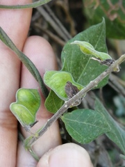 Rhynchosia precatoria