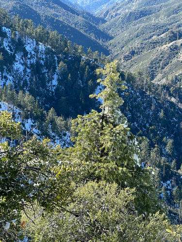 Abies bracteata