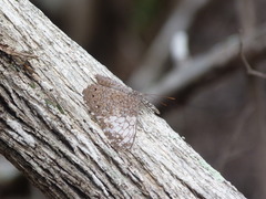 Hamadryas amphichloe