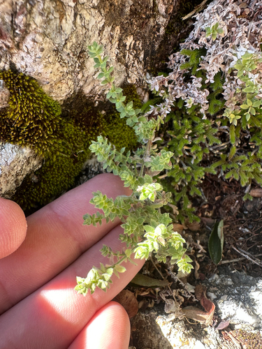 Cone Peak bedstraw (Galium californicum)