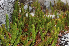Polystichum andinum
