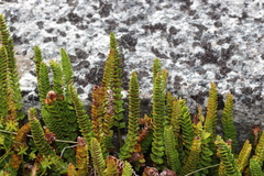 Polystichum andinum, photograph (c) Constanza Vargas Villegas, some rights reserved (CC BY)