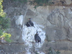 Poikilocarbo gaimardi