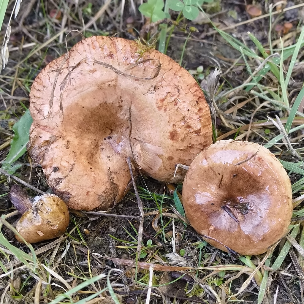 Paxillus ammoniavirescens