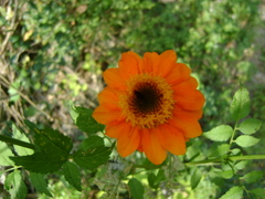 Adenophyllum aurantium