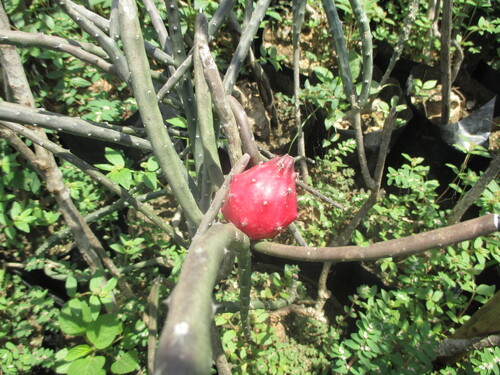 Acanthocereus fosterianus, photograph 6