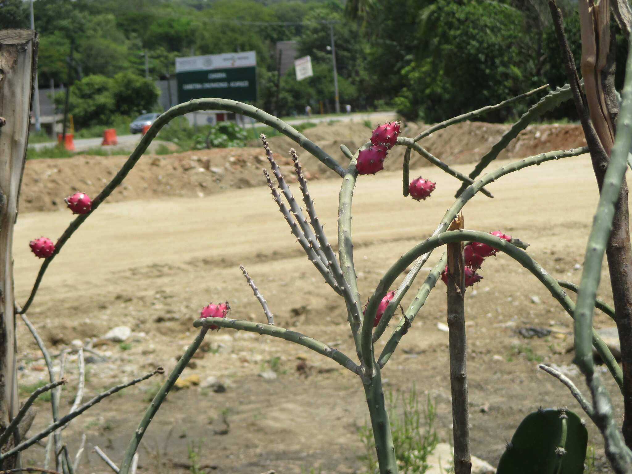 Acanthocereus fosterianus