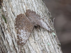 Hamadryas amphichloe