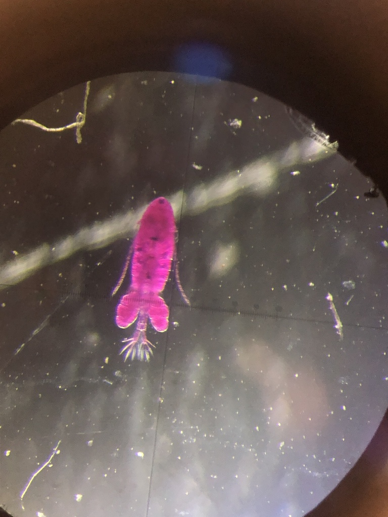 Pseudodiaptomus forbesi