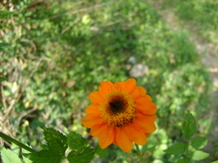 Adenophyllum aurantium