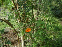 Adenophyllum aurantium