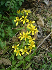 Bidens reptans