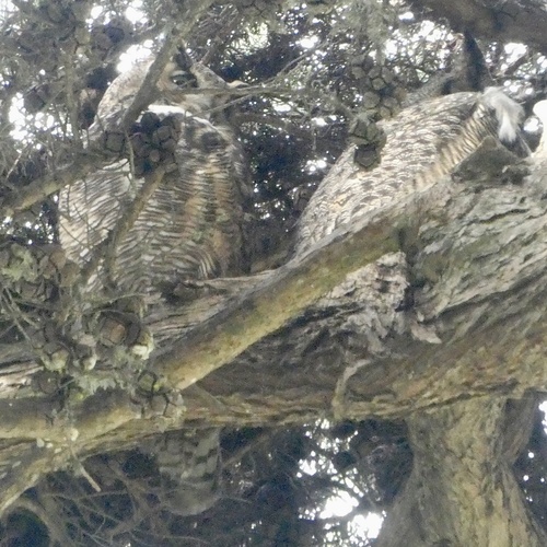 View observation of {o.common_name} on iNaturalist