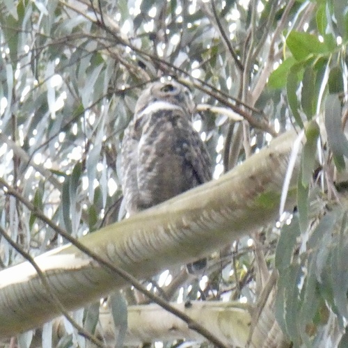 View observation of {o.common_name} on iNaturalist