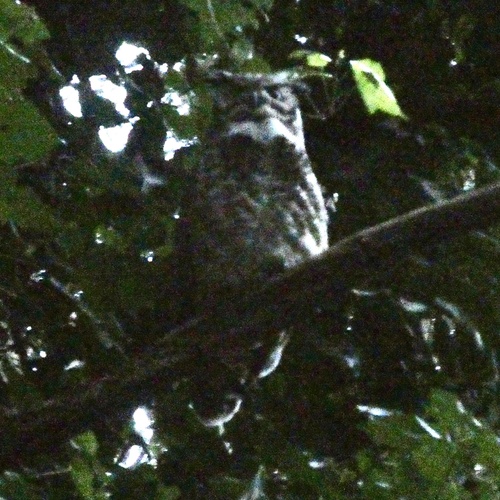 View observation of {o.common_name} on iNaturalist