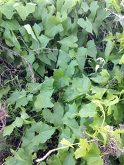 Calystegia macrostegia macrostegia
