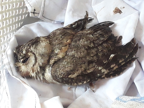 Indian Scops-Owl