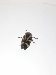 Deois flavopicta