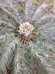 Cycas ophiolitica