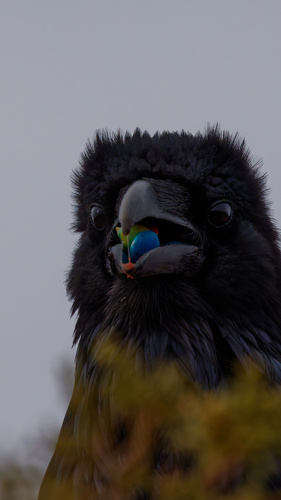 Common Raven photographed in Utah