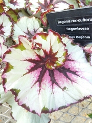 Begonia rex-cultorum