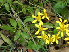 Bidens reptans
