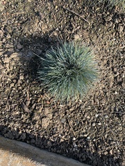Festuca glauca