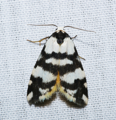 Thallarcha trissomochla
