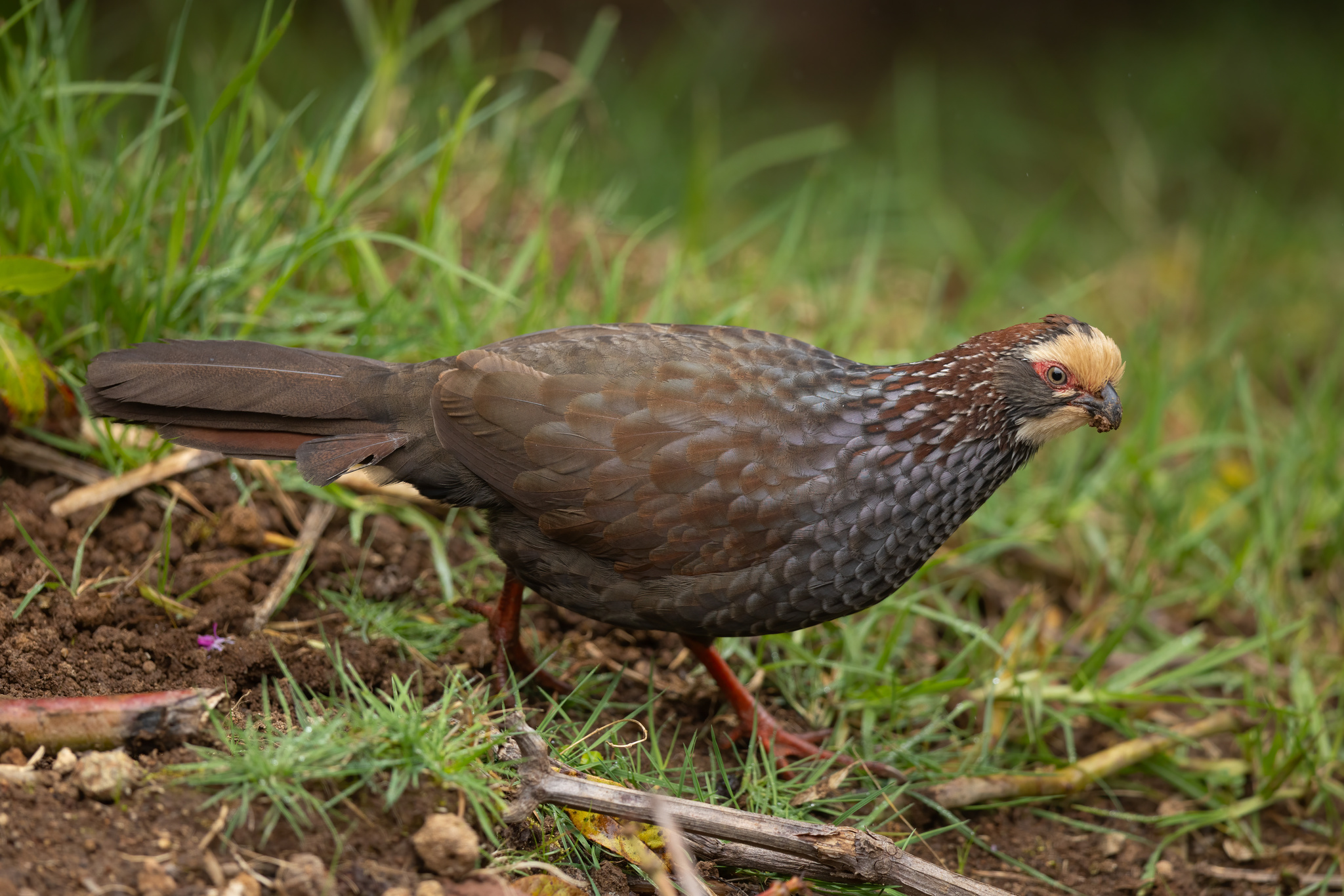 Buffy-crowned Wood Partridge (Dendrortyx leucophrys), photo 2