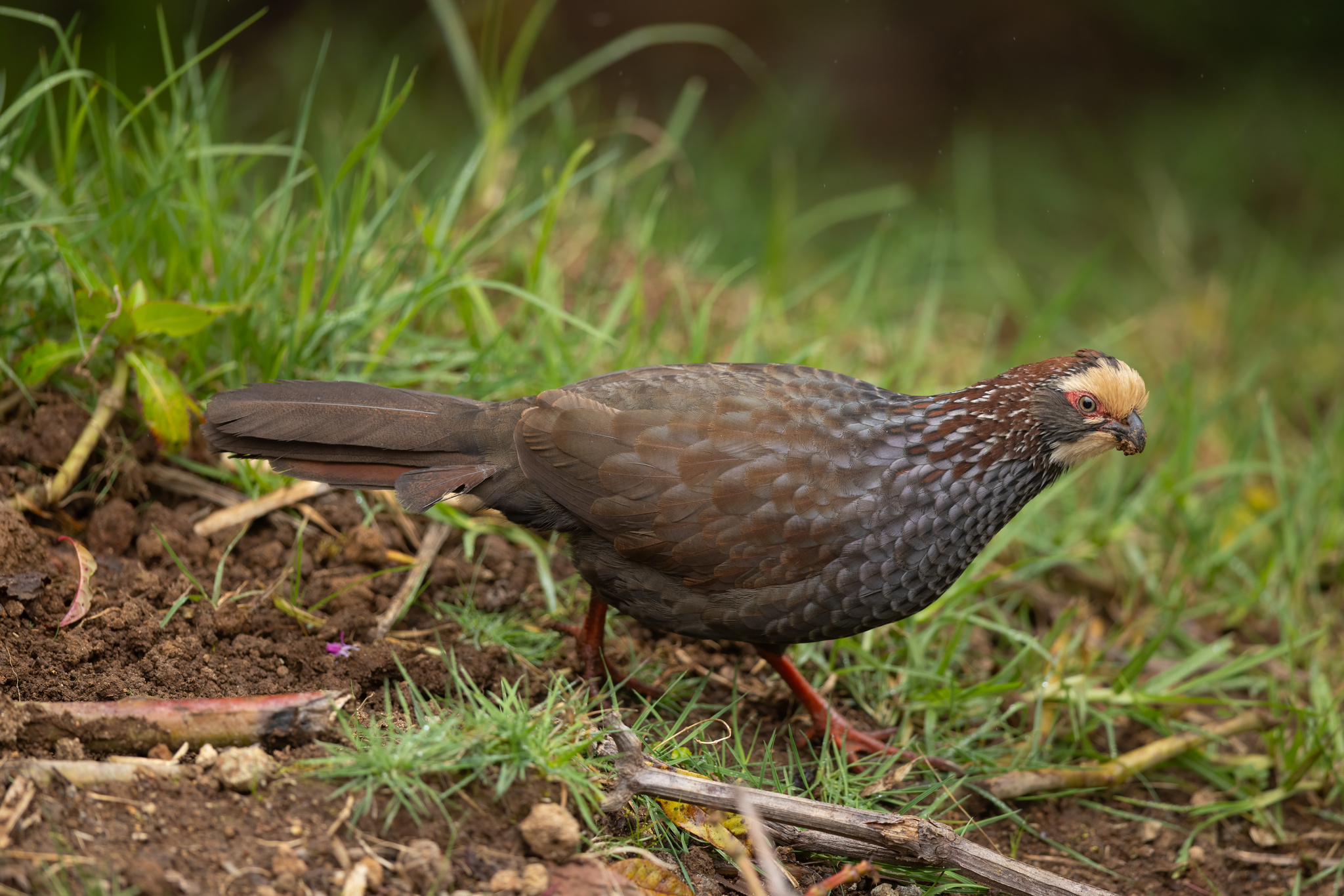 Buffy-crowned Wood Partridge (Dendrortyx leucophrys), photo 3