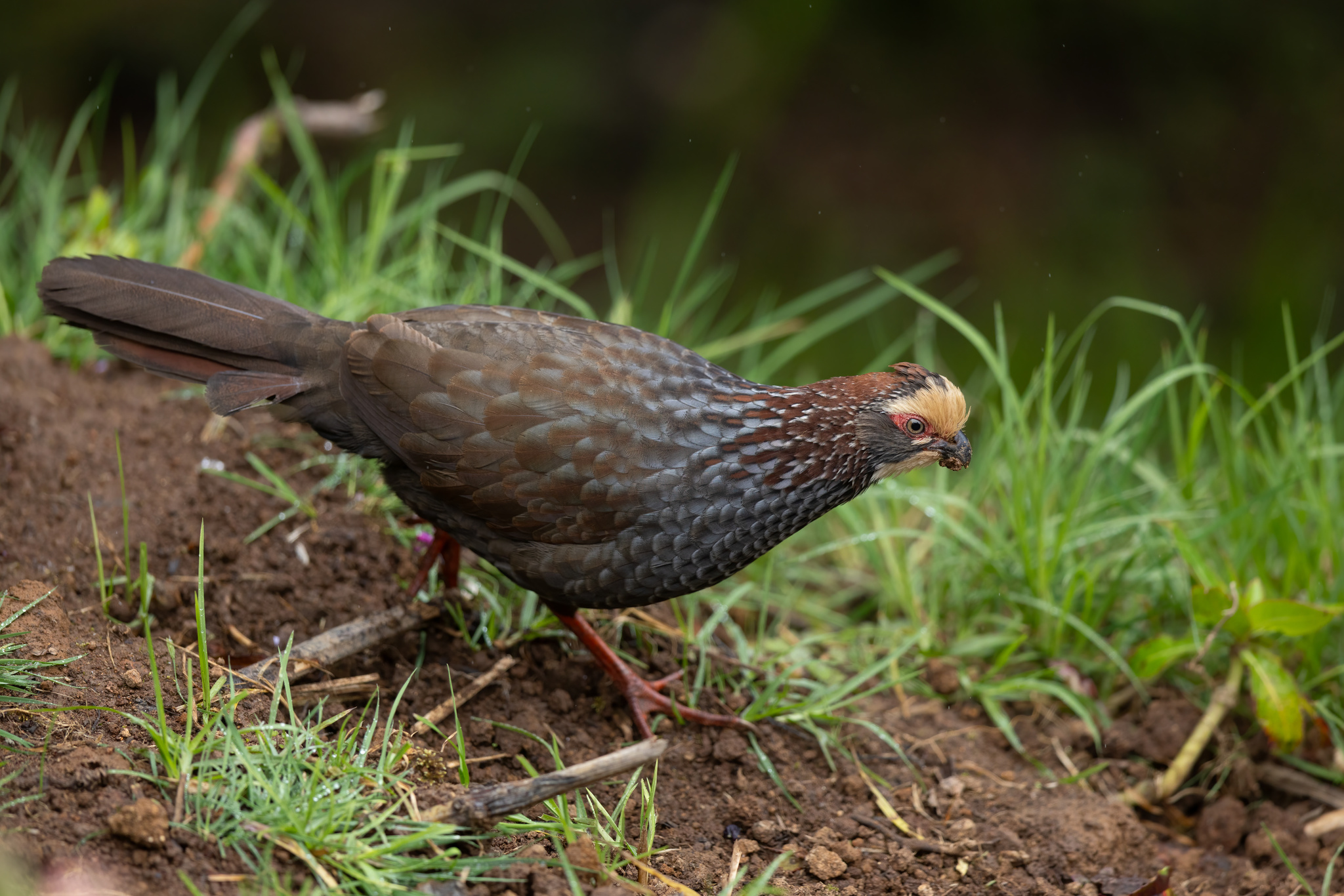 Buffy-crowned Wood Partridge (Dendrortyx leucophrys), photo 4