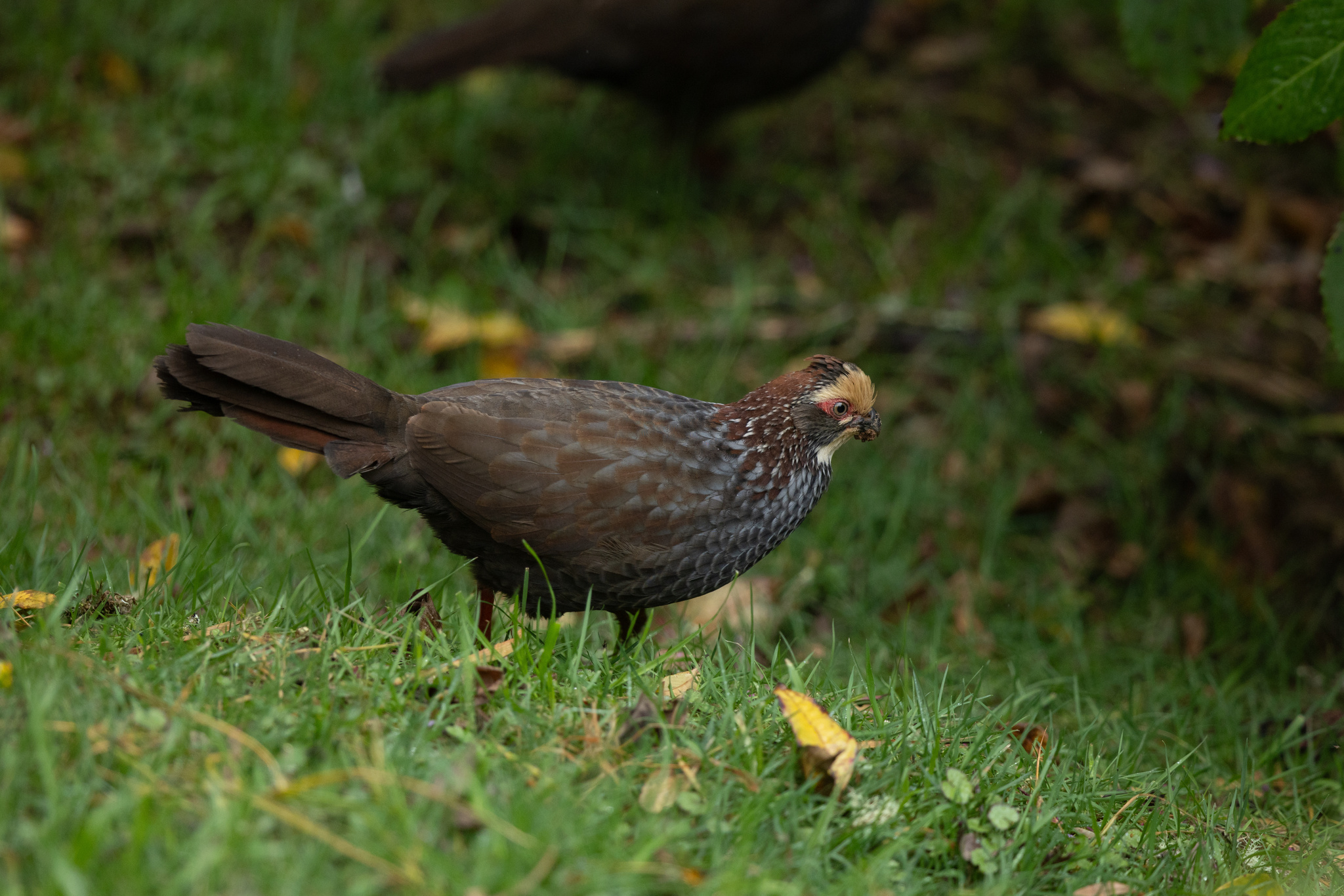 Buffy-crowned Wood Partridge (Dendrortyx leucophrys), photo 5