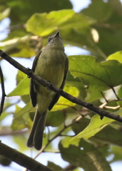 Myiopagis viridicata
