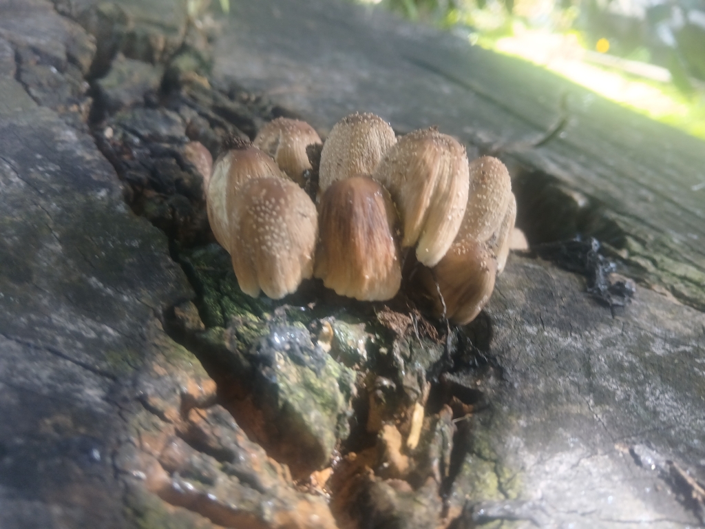 Coprinellus maluri-cyanei · February 2026 · photo: © claire_grace83 (iNaturalist, cc-by)