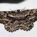 Variable Bark Moth - Photo (c) Cathy Powers, some rights reserved (CC BY-NC), uploaded by Cathy Powers