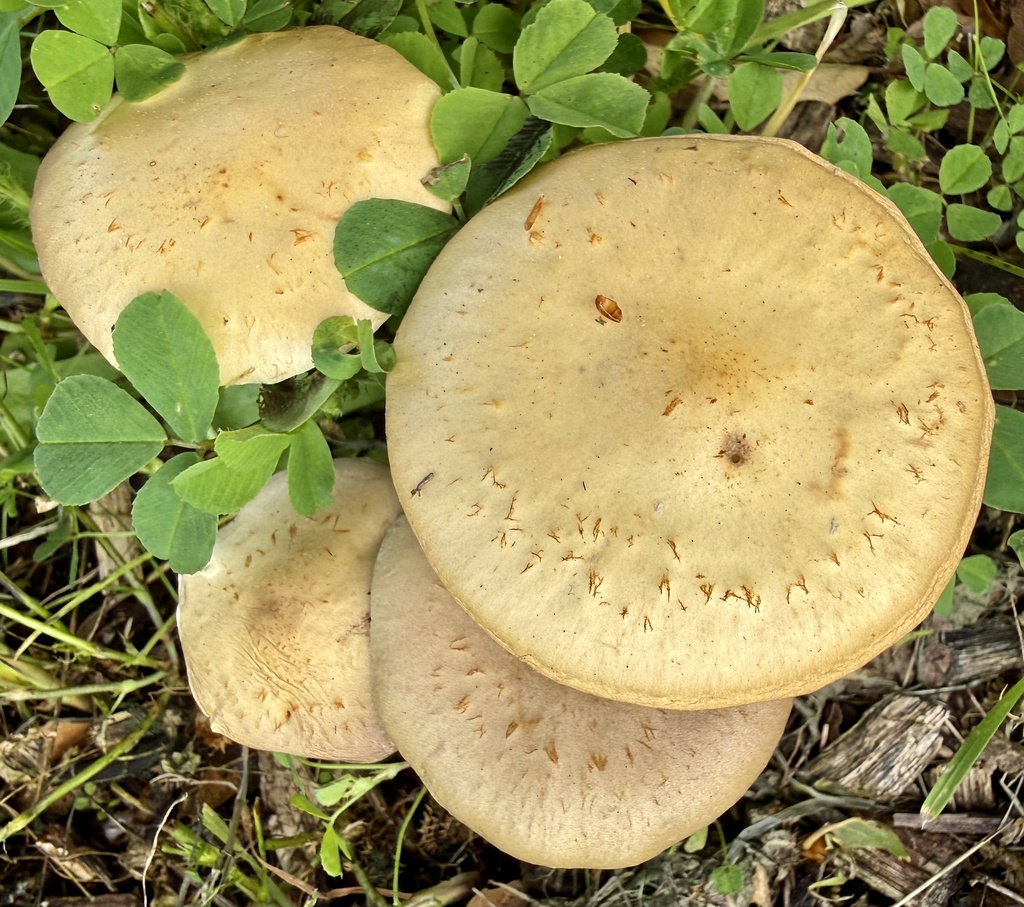 Leratiomyces percevalii · February 2026 · photo: © hllrnnr (iNaturalist, cc0)