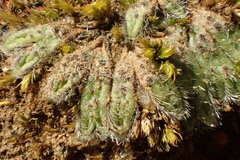 Riccia trichocarpa
