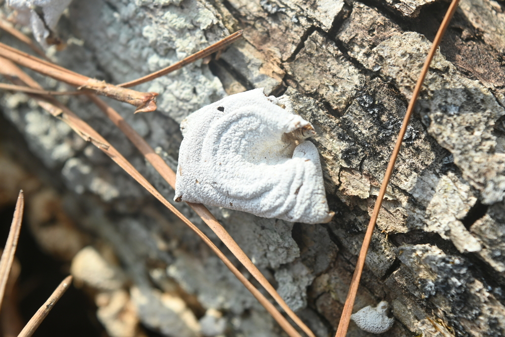 Panellus stipticus · February 2026 · photo: © merkertgrace (iNaturalist, cc-by)
