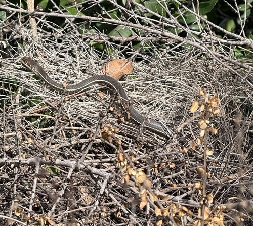 Striped Racer
