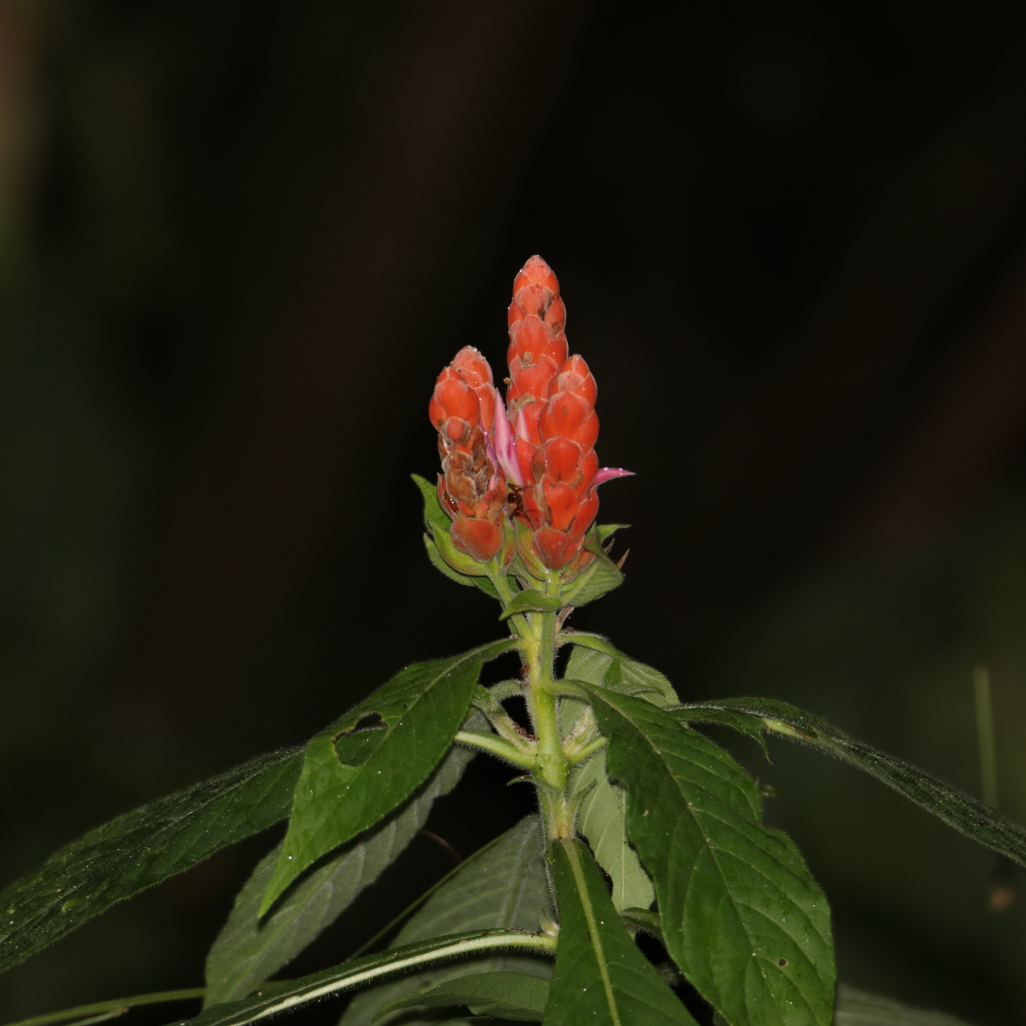 Imagem de Camarão-vermelho