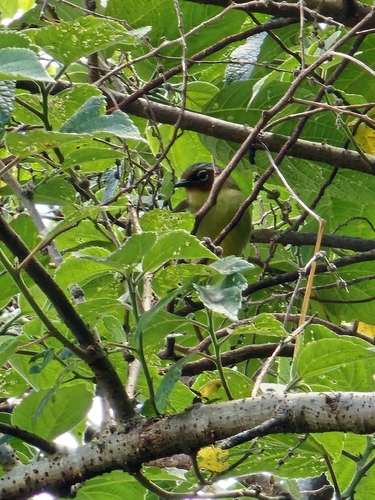 Chestnut-faced Babbler (Zosterornis whiteheadi), photo 6