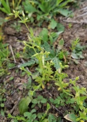 Cerastium brachypodum