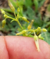 Cerastium brachypodum