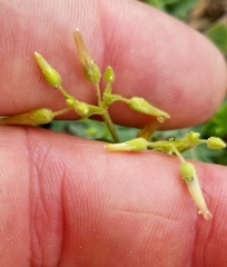 Cerastium brachypodum