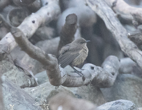 Moorland Chat (Pinarochroa sordida), photo 10