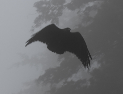 Fan-tailed Raven