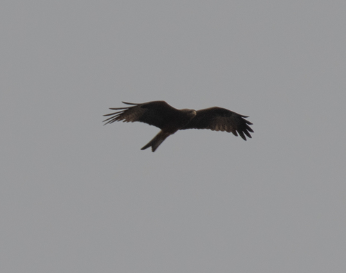 Black Kite