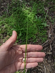 Juncus dubius