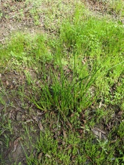 Juncus dubius