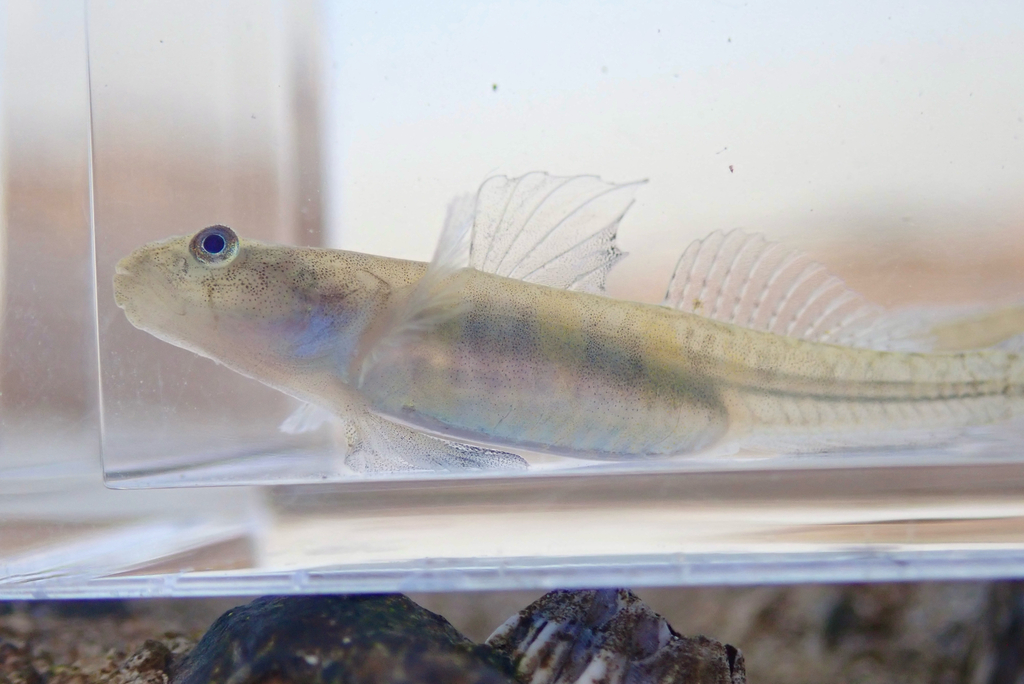 Bigmouth gudgeon goby (Gymnogobius macrognathos) — Gobiidae